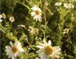 Manzanilla: La flor que mira al sol