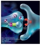 Huntingnina una diana para Farmacos en la Enfermedad de Huntington