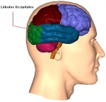 La visión en el cerebro