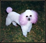 Cómo Tener Tu Propio Criadero De Perros (séptima parte)