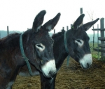 Apadrina un burro catalán