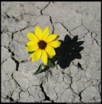 Todo el que tiene la voluntad tiene ... 