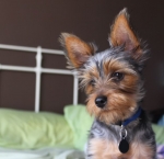 Lo Que Debes Saber Sobre Como Adiestrar a tu Perro