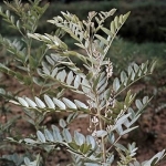 Expectorante Bronquial