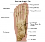 Cuidado del pie. Anatomía