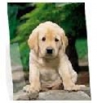 Perros perdidos, encontrados y en adopción