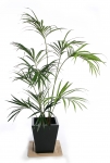 Palmera para el interior de la casa: Kentia