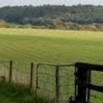 Pagos PAC ovino, caprino y vacuno