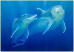 Los Delfines: Alegría, belleza y Sanación