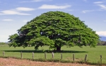Conoce el árbol guanacaste