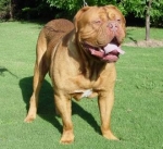 Manual para educar a tu perro