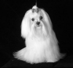 10 Secretos para Terminar con la Caida del Pelo en los Perros