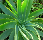 Aloe vera la planta milagrosa
