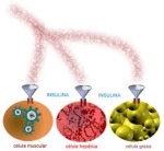 Descubre Cómo Funciona La Insulina