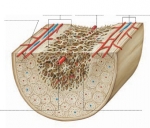 Utilizan nervios del tórax para regenerar la médula ósea.