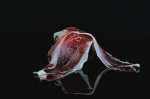 EL JAMON IBERICO y Guijuelo - Origen