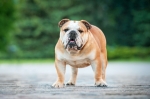 Todo lo que necesitas saber acerca de tu bulldog ingles 
